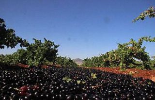Kilis Karası üzümün hasadı başladı