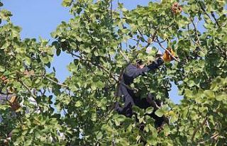 Kilis’te fiyatı altın ile yarışan boz fıstığın...