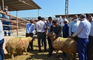 Kırıkhan’da 18 besiciye damızlık koç dağıtıldı
