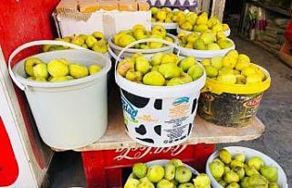 Kızıltepe’nin saklı cenneti Ğurs Vadisi incirleri...