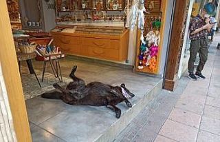 Klima altında serinleyen köpeğin gülemseten keyfi