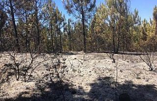 Kocaeli’de 20 dönüm ormanlık alan küle döndü