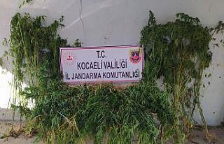 Kocaeli’de 251 kök kenevir ele geçirildi