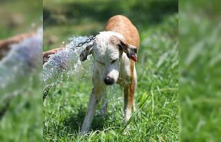 Konyaaltı Belediyesi köpekleri banyo seansıyla...