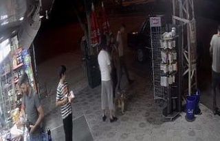 Köpeklere kedi saldırdı, o anlar güvenlik kamerasına...