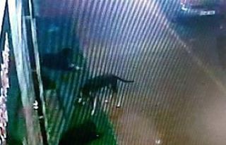 Köpeklerin oyunu işyeri sahibini canından bezdirdi