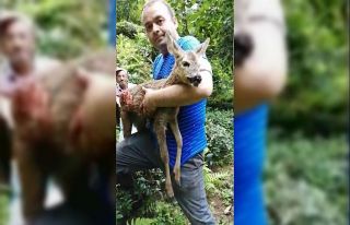 Köpeklerin saldırısına uğrayan yavru karaca kurtarılamadı