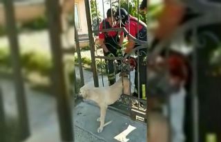 Korkuluklara sıkışan köpeğin imdadına itfaiye...