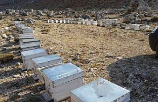 Korkuteli’de ilk bal hasadı yapıldı