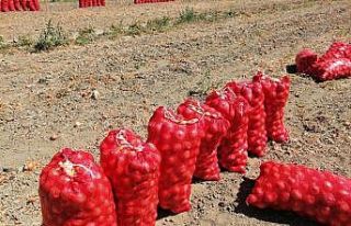 Korona virüs soğan üreticisini etkiledi, fiyatlar...