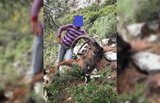 Koruma altındaki keçiyi vuran şahsa 23 bin lira...