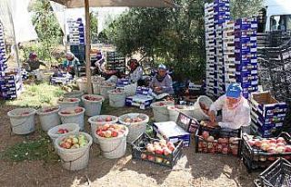 Köylüler, ihracat kapısını turfanda bodur elma...