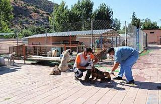 Kozan’da Sokak hayvanları kısırlaştırma çalışması...
