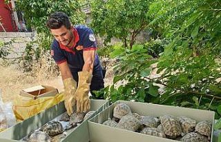 Kullanılmayan evin bahçesinden onlarca kaplumbağa...