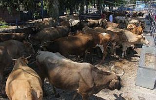 Kurban fiyatlarına 3. gün indirimi