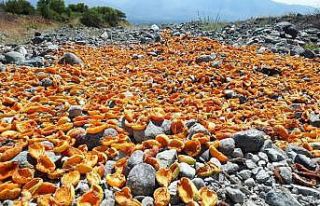 Kurutmalık kayısı hasadı devam ediyor