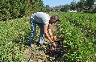 Kuşadası’nda Adabahçe’de hasat heyecanı