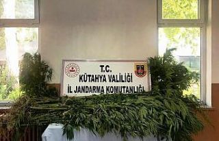Kütahya’da araziye ekili 70 kök Hint keneviri...
