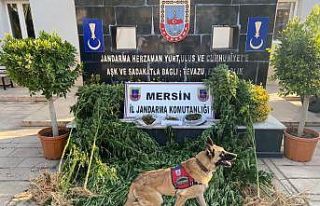 Limon bahçesinde uyuşturucu ele geçirildi