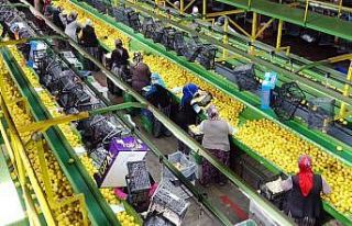 Limon ihracatında çiftçiyi sevindiren karar