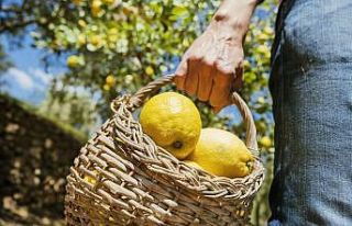 Limon ihracatında ön izin şartı kaldırıldı