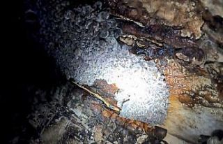 Mağaraya girdiklerinde gözlerine inanmadılar