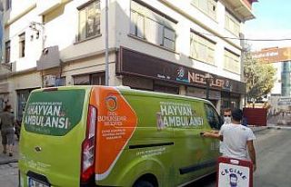 Mahsur kalan kediyi hayvan ambulansı kurtardı