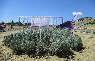 Mamak’ta 24 dönümlük lavanta bahçesi