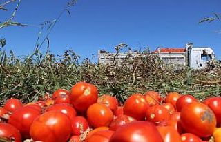 Manisa’da domatesler tarlada kaldı