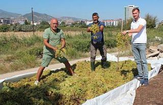 Manisa’da düşük kalite üzümde alımlar başladı