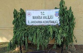 Manisa’da ormanlık alanda 480 kök kenevir ele...