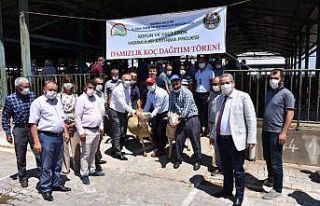 Manisalı yetiştiricilere damızlık koç dağıtıldı