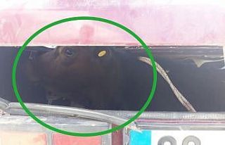 Meradan çalınan buzağı otomobilin bagajından...