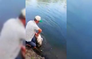 Meriç nehri’nde yakalandı, tam 50 kilo
