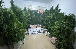 Mersin’de 361 kök kenevir bitkisi ele geçirildi