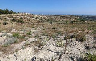 Mersin’de kesilen ormanlık araziler yeniden ağaçlandırılıyor