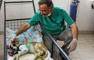 Mersin’de yaralı hayvan ihbar sayısı artıyor