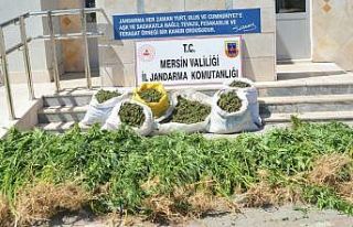 Mısır yerine esrar dikmiş