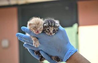 Moloz altındaki kedileri işçilerin dikkati kurtardı