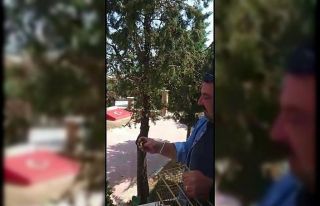 Mühre olarak kullanılan saka kuşu özgürlüğüne...