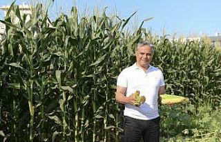 Muratpaşa’nın mısırlarına hasat zamanı