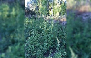 Muş’ta 73 kök Hint keneviri ele geçirildi