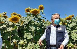 Mustafa Şahin: "Kayseri, Türkiye’deki çerezlik...