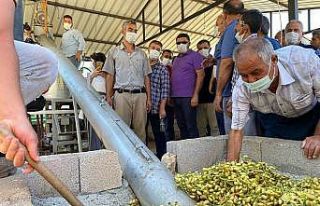 Mut’ta Antep Fıstığı hasadına başlandı