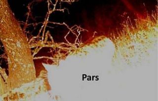 Nesli tükendiği biliniyordu, Anadolu Parsı görüntülendi