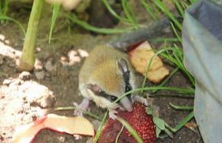 Nesli tükenmekte olan hayvanı kedinin ağzından...