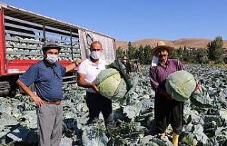 Niğde’de turfanda lahana hasadı başladı
