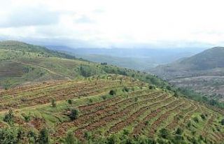 Ordu’da ağaçlandırma ve fidan üretimi hız kesmiyor