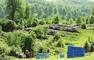 Ordu’da arıcılar için 9 bal ormanı kuruldu