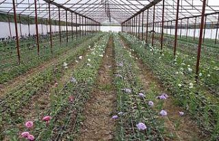 Ordu’da lishianthus çiçeği hasadı
